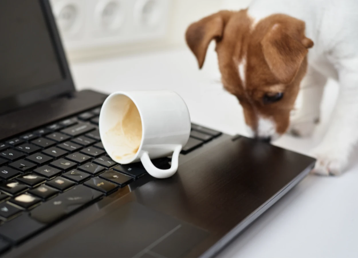 dog spills coffee mug on laptop