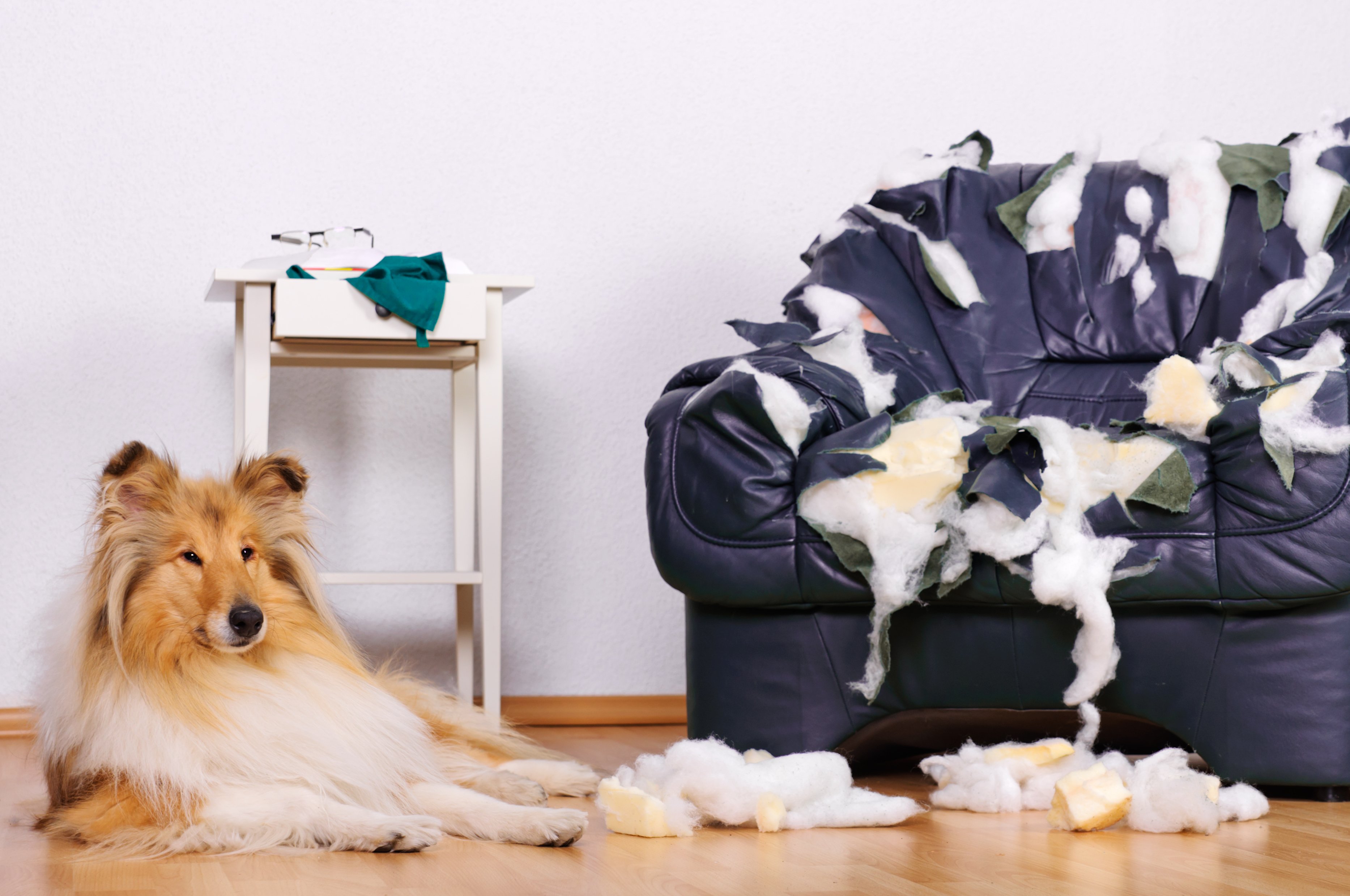 Dog laying next to a ripped up couch