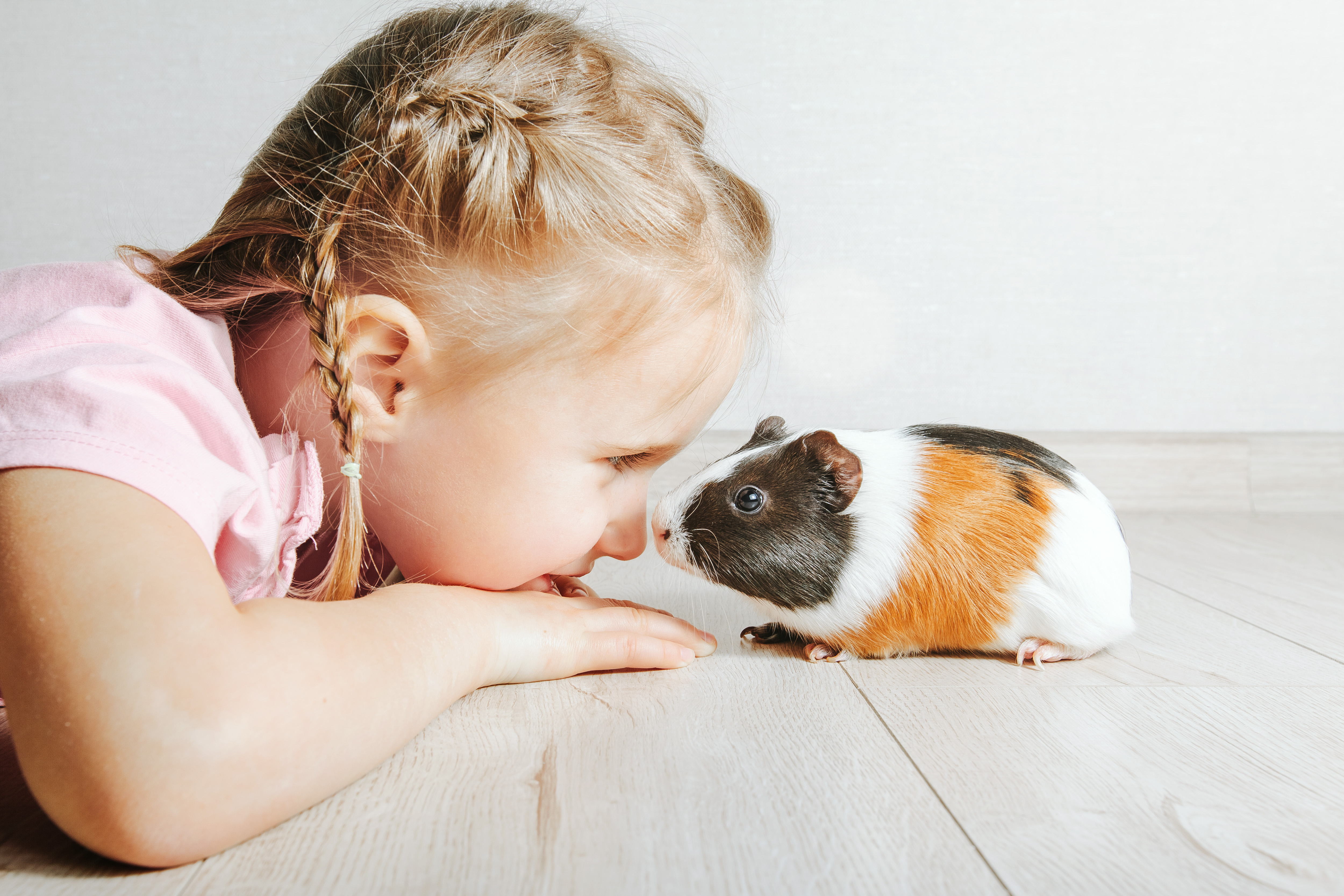 Young girl in a pink shirt playing with a guinea pig