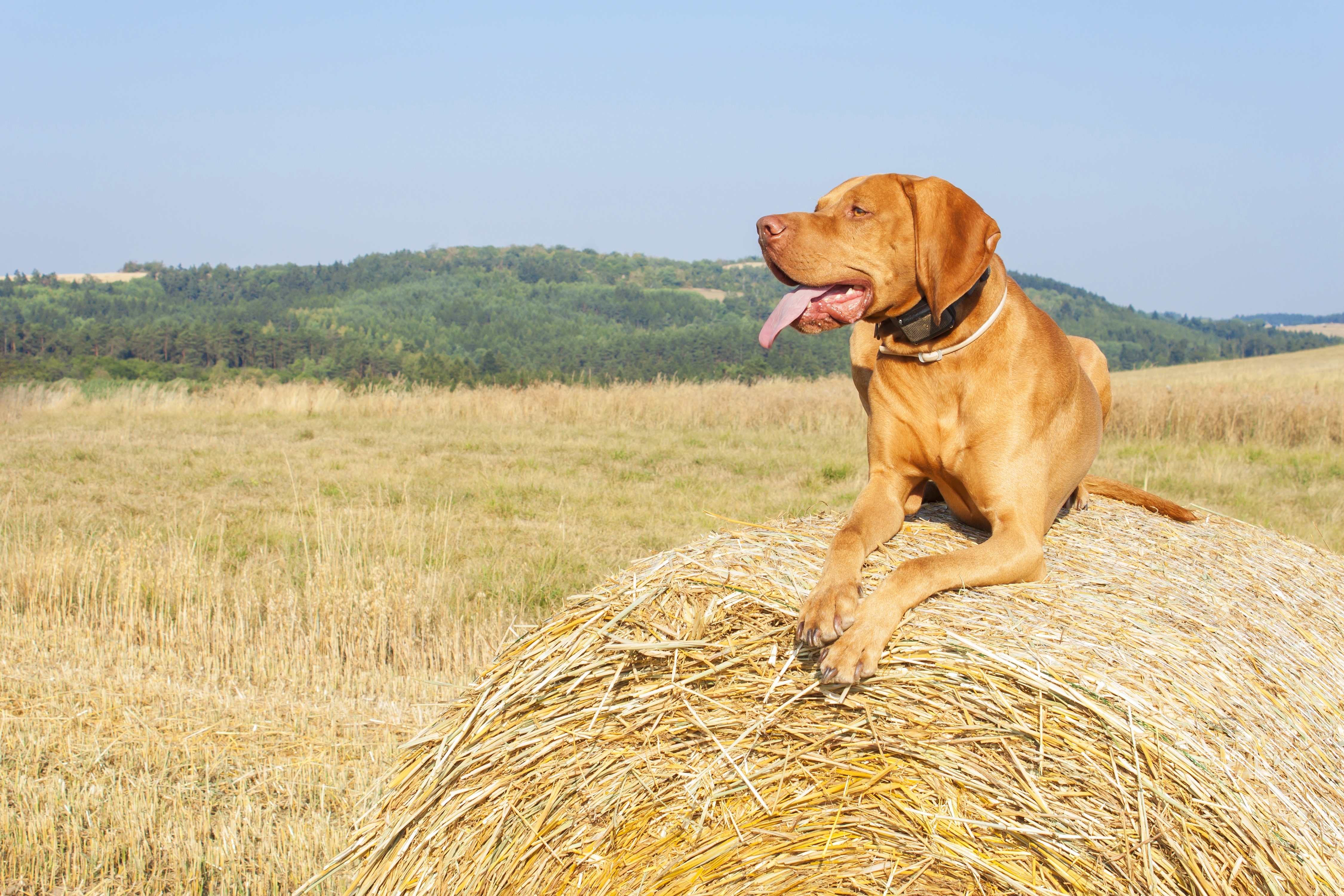 Dog laying atop a bale of hay with a tracker collar on its neck