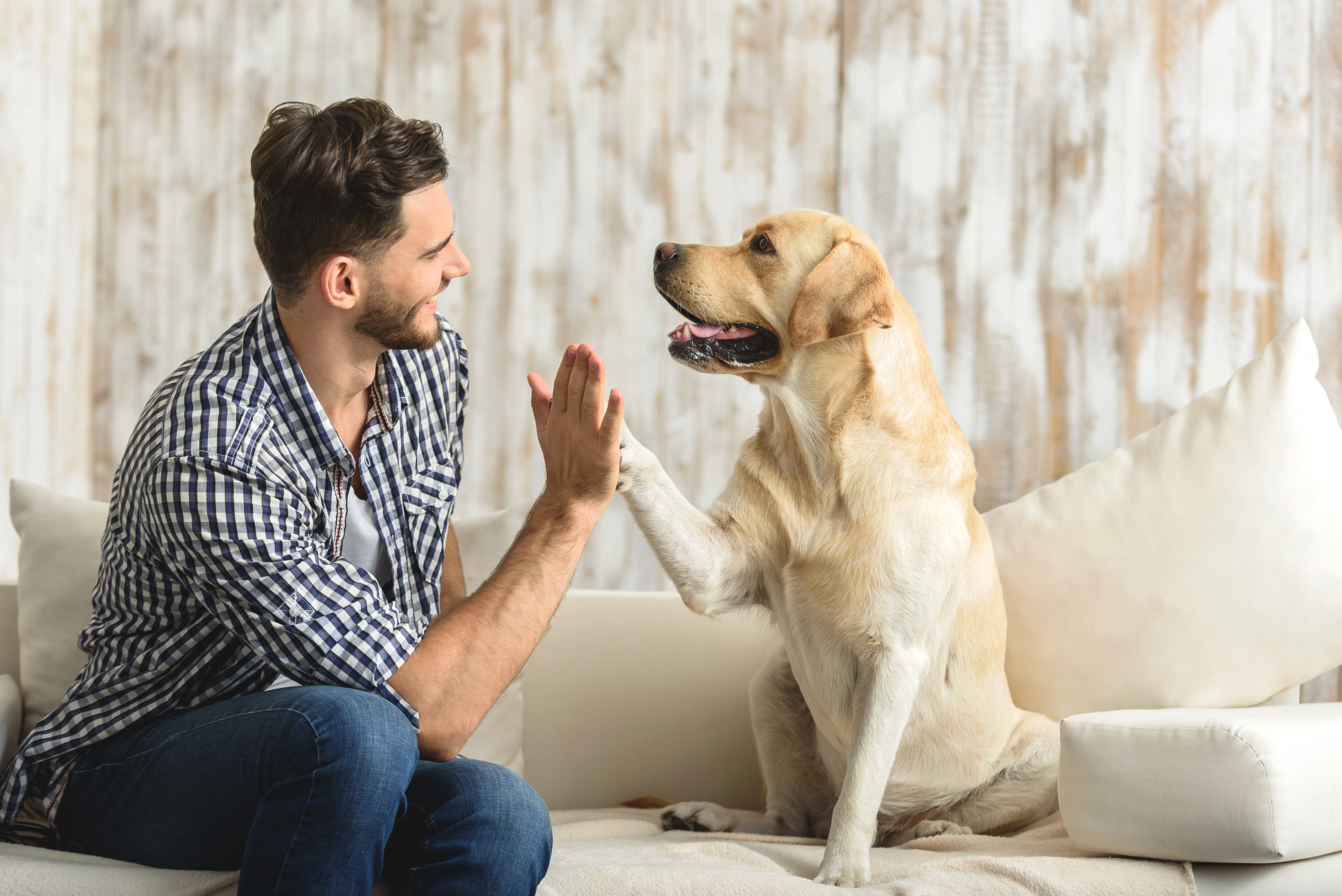 Man and his dog sitting on the couch together high-fiving